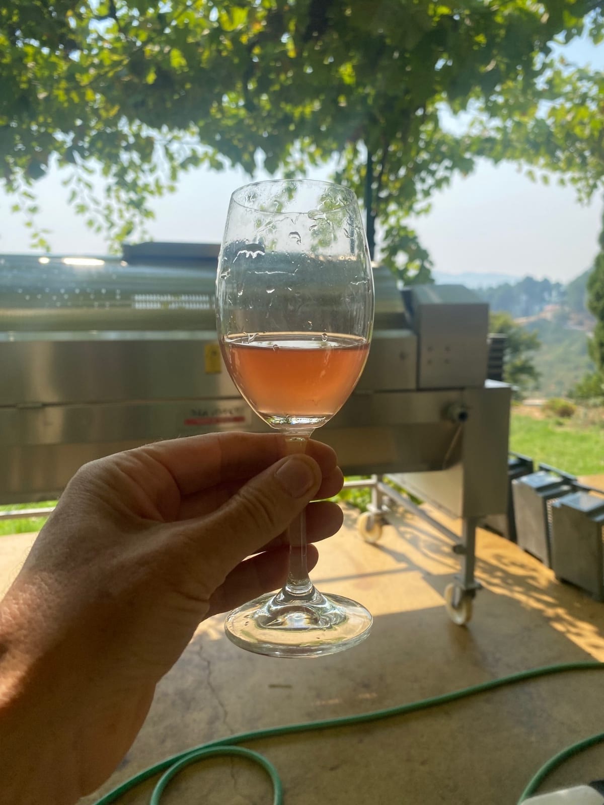 Mosto após decantação, antes da primeira fermentação