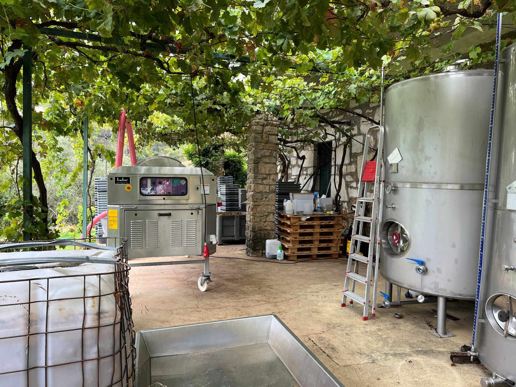 Vindima manual na Quinta da Seara