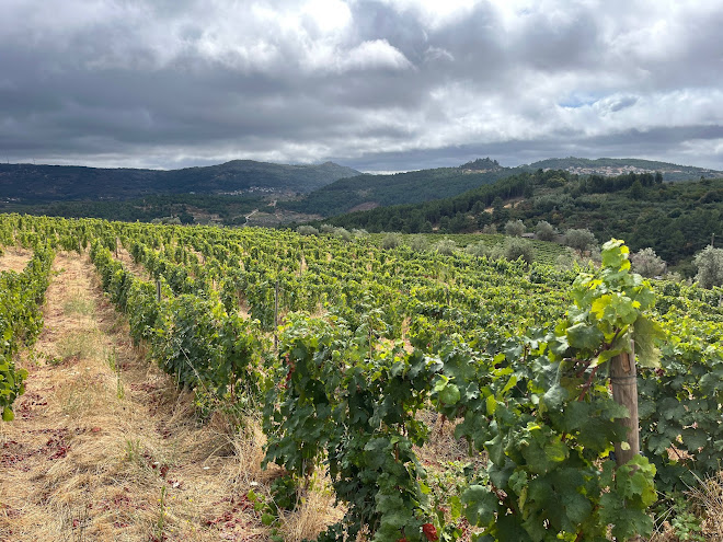 Vinhas da Quinta da Seara