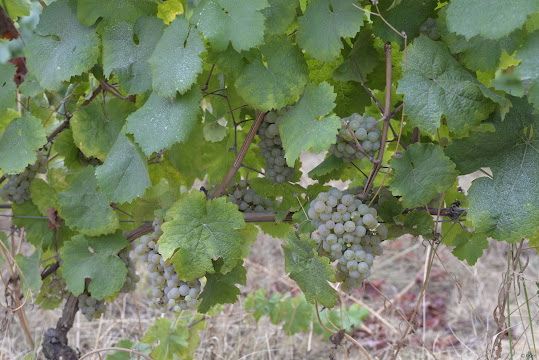 Cachos na Quinta da Seara